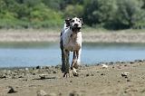 DOGUE ALLEMAND 128